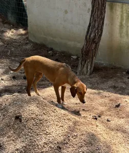Υιοθεσία σκύλου Tara