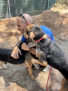 Adoptie hond Pix