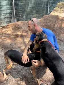 Adoptie hond Pix