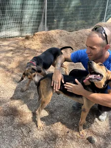 Adoptie hond Clara