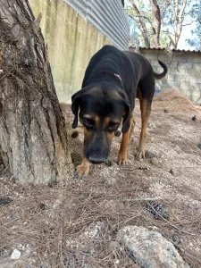 Adopt Moglis