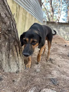 Adopt Moglis