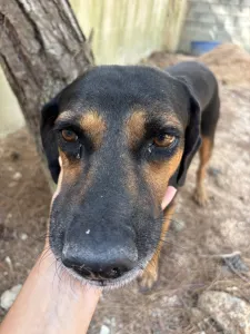 Adopt Moglis