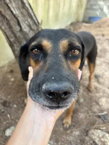 Adopt Moglis