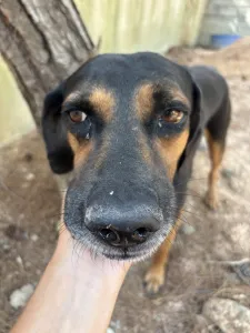 Adopt Moglis