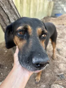 Adopt Moglis