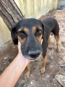 Adopt Moglis
