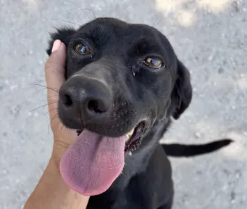 Adopt Clairy