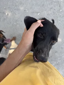 Adopt Clairy
