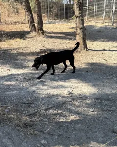 Adopt Clairy