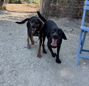 Adopt Clairy