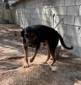 Adopt Moglis