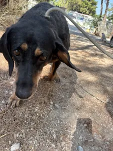 Adopt Fabia