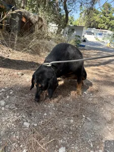 Adopt Fabia