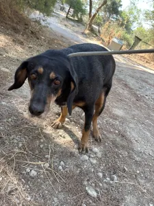 Adopt Fabia