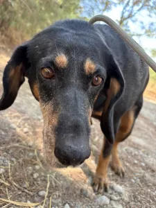 Adopt Fabia