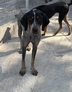 Adopt Babis