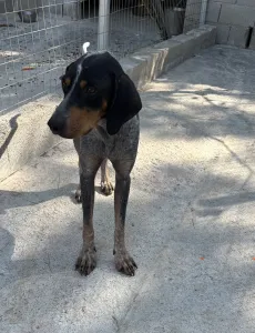 Adopt Babis