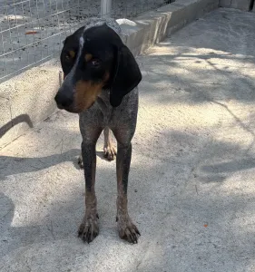 Adopt Babis