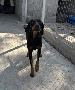 Υιοθεσία σκύλου Lena