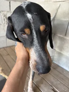 Adoption profile for Babis