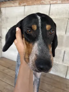 Adopt Babis
