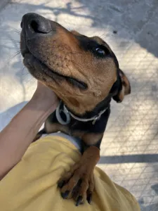 Adopt Tobi