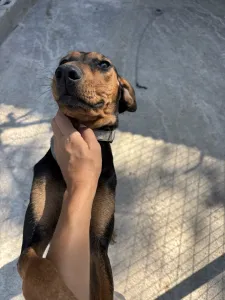 Adopt Tobi