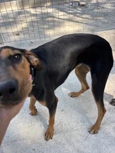 Adopt Tobi