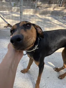 Adopt Tobi