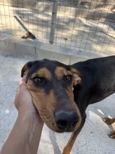Adopt Tobi