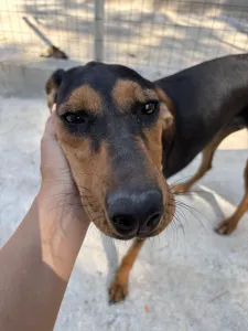 Adopt Tobi