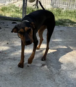 Adopt Tobi