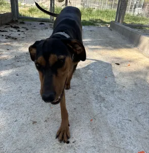 Adopt Tobi