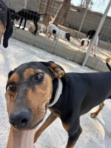 Adopt Tobi