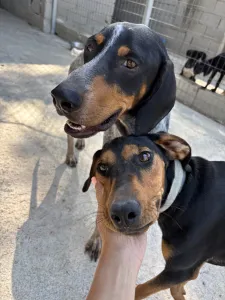 Adopt Tobi