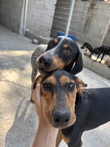 Adopt Tobi