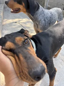 Adopt Tobi