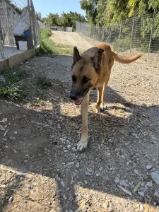 Adopt Mouxtar