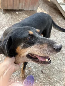 Adopt Fabia