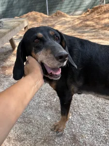 Adopt Fabia