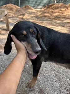 Adoption profile for Fabia
