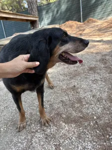 Adopt Fabia
