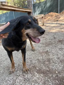 Adopt Fabia