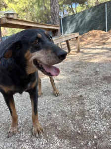 Adopt Fabia