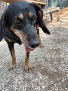 Adopt Fabia