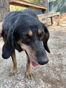 Adopt Fabia