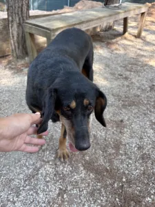 Adopt Fabia