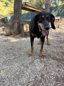 Adopt Fabia