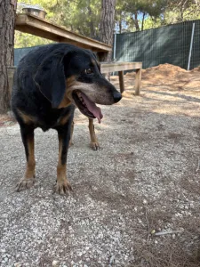 Adopt Fabia